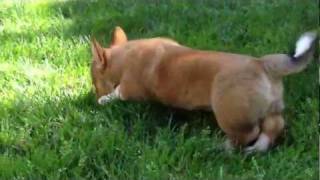 Bandit the Corgi Discovers Grass [upl. by Araec]