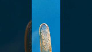 Burning Silicon Glue Strike shorts asmr satisfying closeup satisfying experiment macro [upl. by Kalmick590]