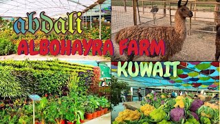 albohayra farm in kuwait  abdali farm  biggest and beautiful farm in kuwait [upl. by Belden]