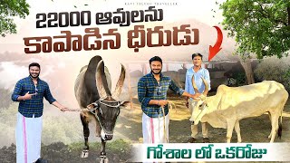 Tamil Village Lifestyle  Cow Farms  గోశాల లో ఒక రోజు  22000 Cows saved Ravitelugutraveller [upl. by Eehsar]