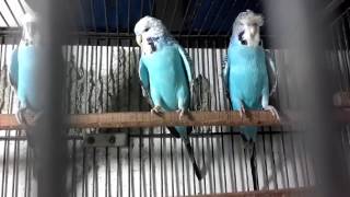 Exhibition Budgerigars  Budgie Shop  Different Parakeet Breeds  Show Budgies Urduhindi [upl. by Anitnatsnok839]