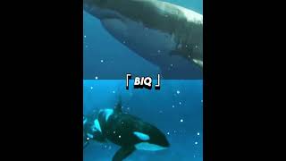 Great white shark Vs Killer whale [upl. by Aipmylo]