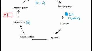 Biology Fungi Reproduction [upl. by Konopka817]