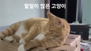 talkative cat 말이 참 많은 고양이 [upl. by Haig10]