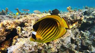 30 secondes avec le Poisson papillon raton laveur de Mer Rouge Chaetodon fasciatus [upl. by Lucania277]