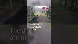 Mother bear attacks truck in Japan [upl. by Naujud474]