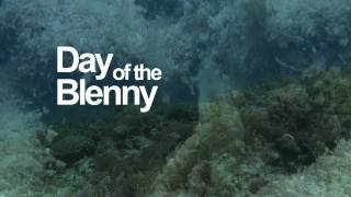 The Day of the Blenny [upl. by Dorran]