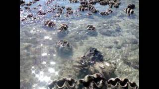 Giant clams closing at low tideavi [upl. by Annoynek]