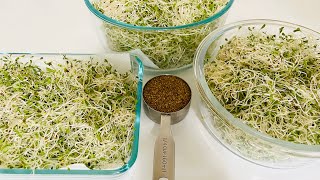 Easiest Way To Grow Alfalfa Sprouts [upl. by Udelle347]