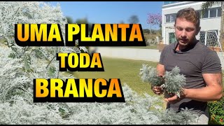 PARECE que NEVOU nessa PLANTA  Cinerária Marítima  Henrique Buttler [upl. by Krystyna]