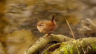 Eurasian Wren Troglodytes troglodytes  Zaunkönig 09 [upl. by Nylauqcaj]