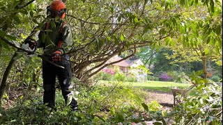 Tackling the Overgrown Mess of Rhododendrons amp Brambles part 4😅 [upl. by Lena]