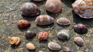 FOUND A 15000 RARE LIMACINA COWRY SEASHELL BEACH COMBING AFTER HUGE STORMS DANGEROUS SWELL [upl. by Auqined]