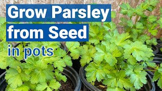 How to Grow Parsley from Seed in Pots🌿🍀 [upl. by Pesek]