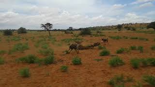 African Wild Dogs vs Warthog [upl. by Pillow]