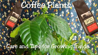 Coffee Plants Indoors Tips and Tricks Ive learned Gardening With Luck Episode 1 [upl. by Vey32]