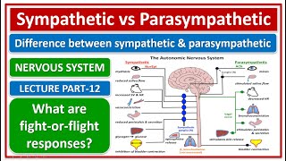 Difference between sympathetic amp parasympathetic nervous system What are fightorflight responses [upl. by Wawro207]