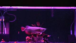 High back golden Arowana displayed under different colour lighting [upl. by Yrrah]