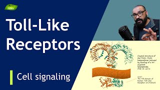 Tolllike receptors  Structure and Function  Types  PRRs Immunity  Basic Science Series [upl. by Jordanna]