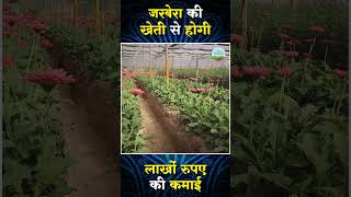 Transvaal Daisy Farming । Gerbera cultivation [upl. by Hayilaa950]