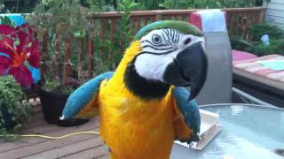 My blue amp gold Macaw [upl. by Ciredec]