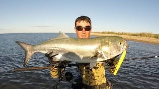 Gator Bluefish on Pencil Poppers 1015lb Montauk NY [upl. by Camilia510]