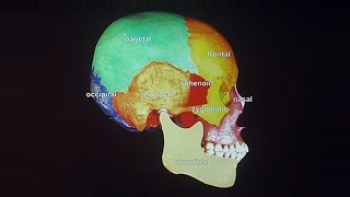 How to Get A Head in Life The Development of the Craniofacial Complex [upl. by Mcevoy]