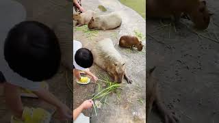 Capybara  worlds Friendliest Animal capybara Capybarafamily [upl. by Selby70]