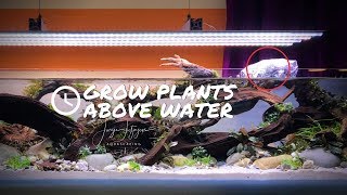 GROW Emersed Aquarium Plants with this simple trick 🌿 [upl. by Koval]