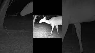 2024 iZeeker iG420 4K Trail Camera 48MP Photos Nighttime Samples [upl. by Aneeles279]