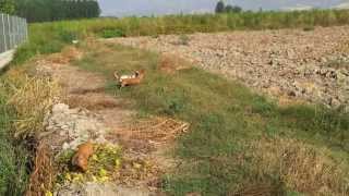 Podenco maneto primeros inicios [upl. by Irreg]