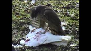 Sparrow Hawk eating Dove  Pigeon alive Better quality [upl. by Breeze364]