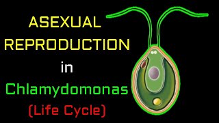 Reproduction in Chlamydomonas Explained in 3 min  Reproduction in Chlamydomonas  Life Cycle [upl. by Maison577]