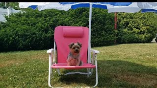 Tuesday Blessings yorkie yardwork rylie [upl. by Oam422]