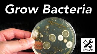 How to Grow Bacteria [upl. by Laehcim]