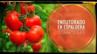 Cómo hacer un entutorado para tomateras  diario dun neno labrego [upl. by Violeta186]