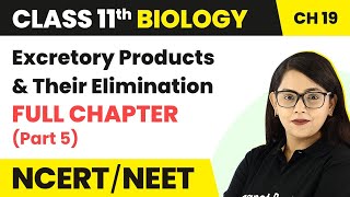 Excretory Products amp Their Elimination  Full Chapter Explanation Part 5  Class 11 Biology Ch 19 [upl. by Erina]