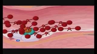 Transglutaminase in blood coagulation Factor XIIIa FXIIIa Crosslinking of fibrin [upl. by Annaillil]