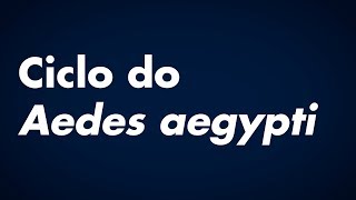 Ciclo do Aedes aegypti [upl. by Ovida]