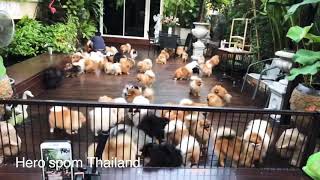 Pomeranian from Thailand by Hero’spom Thailand [upl. by Odille]