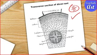 Dicot root diagram drawing  Easy step by step [upl. by Suolhcin]