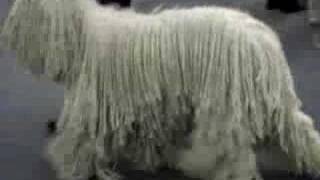 Komondor Dog Movie [upl. by Luby120]