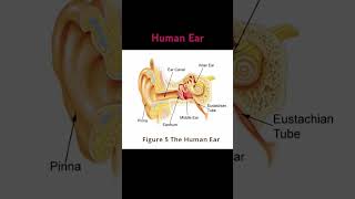 Science human ear  diagram [upl. by Bouchier]