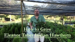 How to grow Eleanor Taber Indian Hawthorn with a detailed description [upl. by Aihsikal]