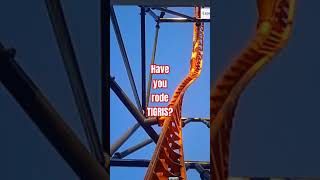 Tigris at Busch Gardens Tampa shortsvideo On ride [upl. by Tandi]