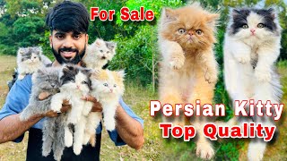 Persian Cats For Sale  Triple Coat Persian kittens  persian cat  persian cat price in india  cat [upl. by Ehttam]