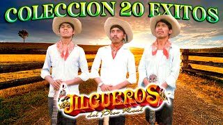 Los Jilgueros Del Pico Real  20 Corridos De Coleccion Album Completo [upl. by Olgnaed990]