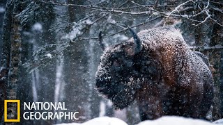 Дикая Природа России Документальный Фильм National Geographic FULL HD [upl. by Senga840]