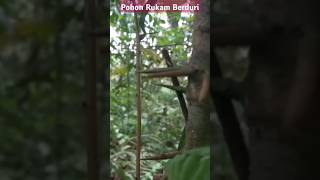 POHON BERDURI RUKAM Rukam Flacourtia rukam BANYAK DITEMUKAN DI HUTAN [upl. by Drhcir]