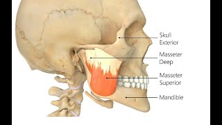 Two Minutes of Anatomy Masseters [upl. by Schreck146]